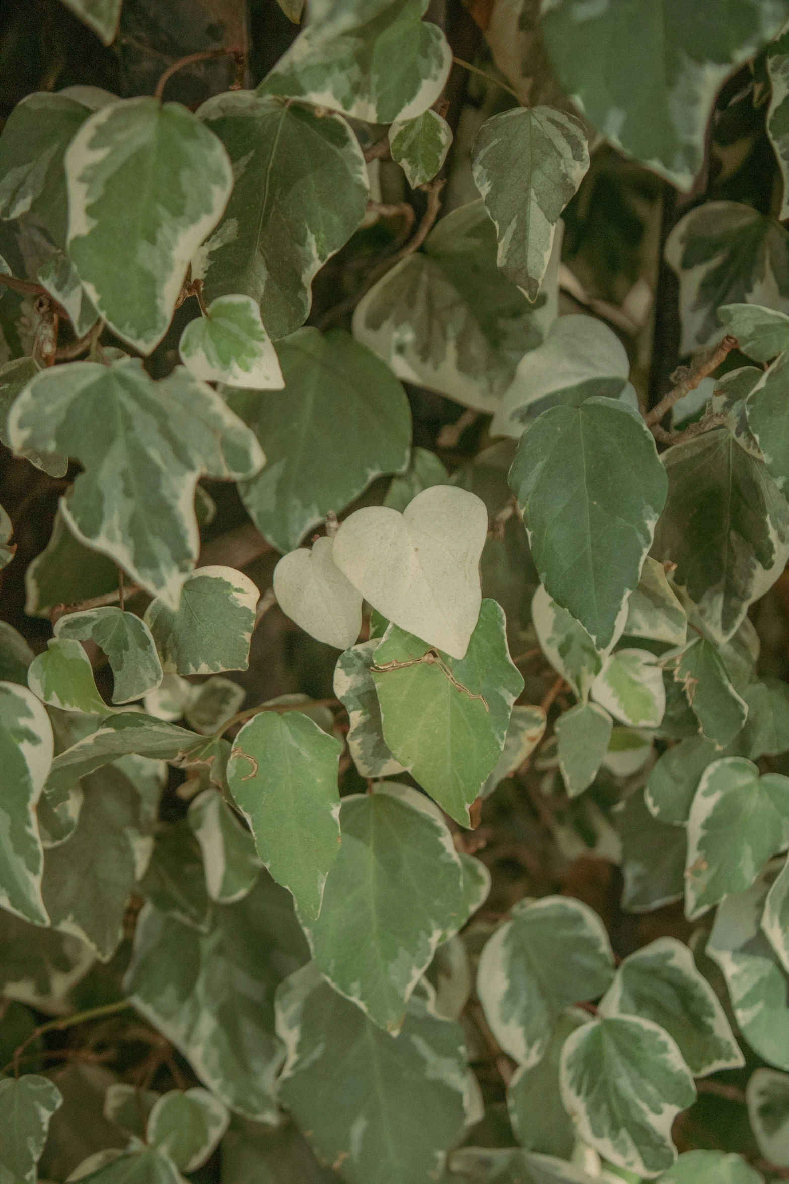 white hearts on the leafy leaves of a plant