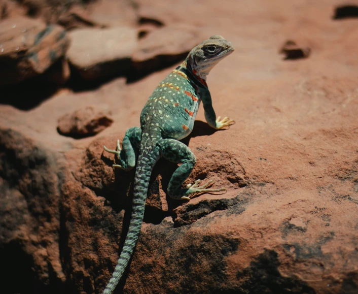 a green lizard sitting on a rock on the ground