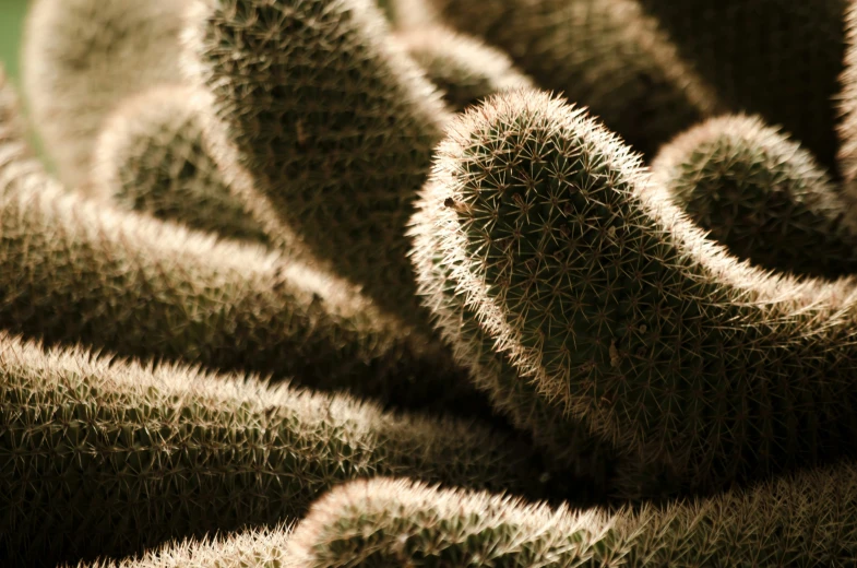 the top of some large plant stems close up