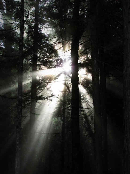 the sunlight shining through the trees in a forest