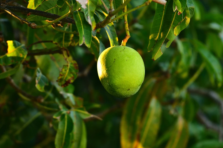 a tree with some green fruits hanging from it