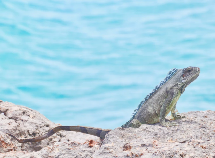 a lizard sitting on some rocks by the water