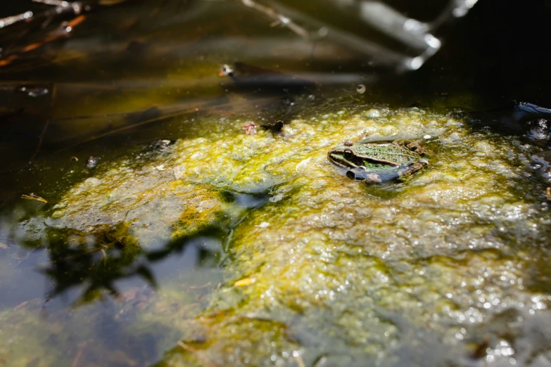 an image of a water pond that has algae in it