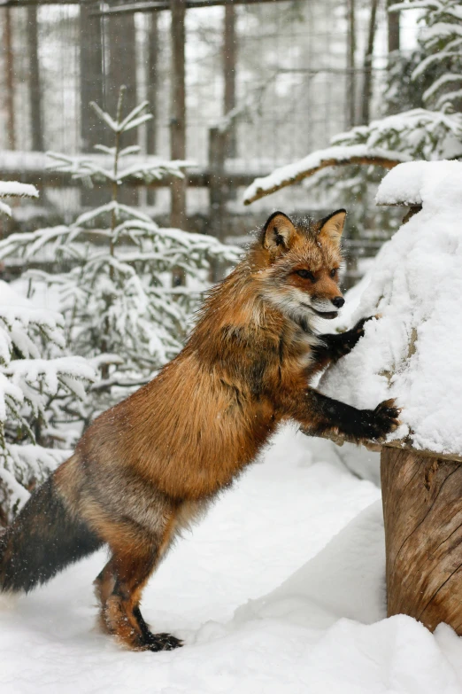 a fox standing in snow by some tree stumps