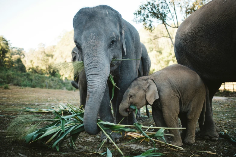 an elephant and her calf are eating bamboo