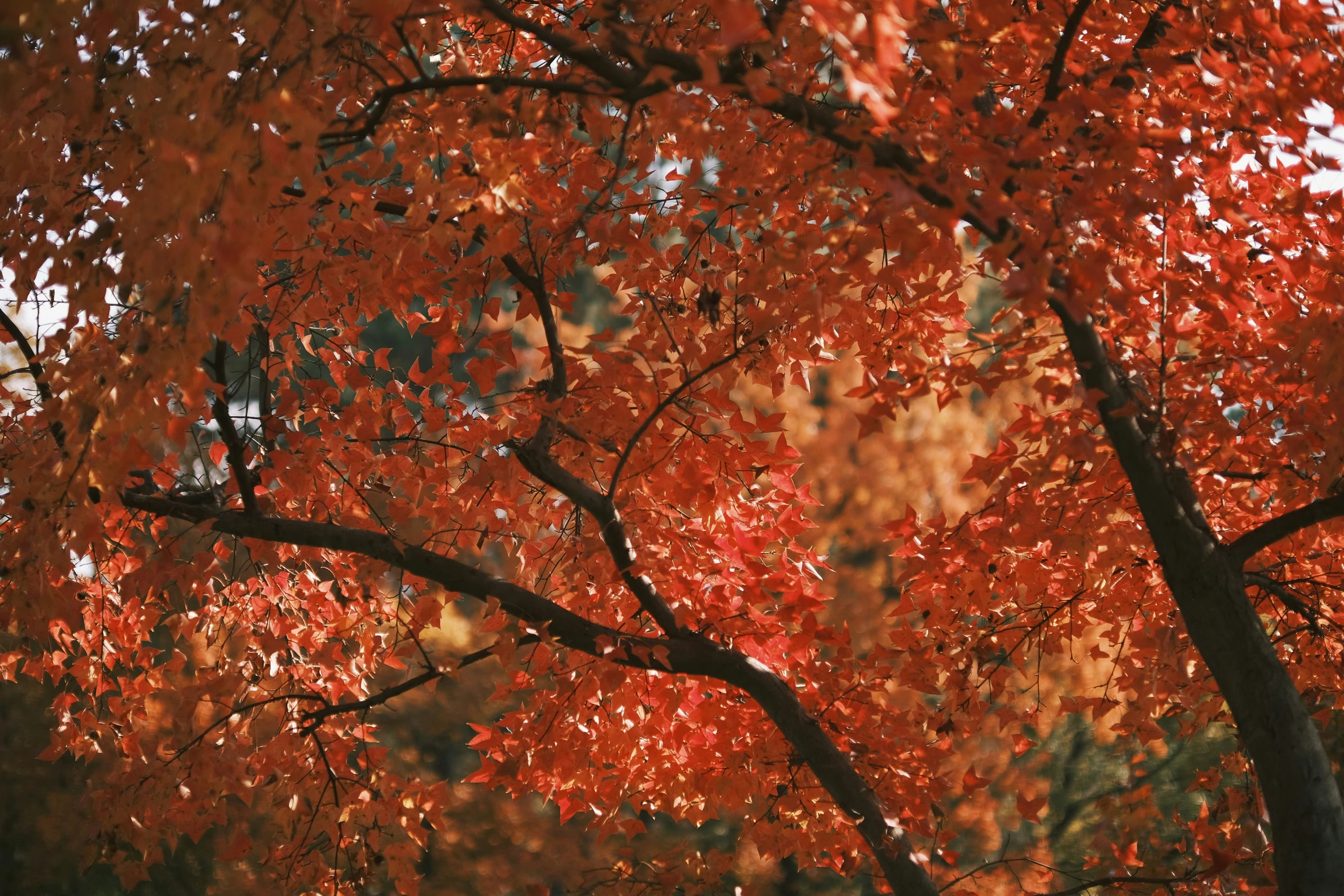 bright orange leaves on the nches of trees
