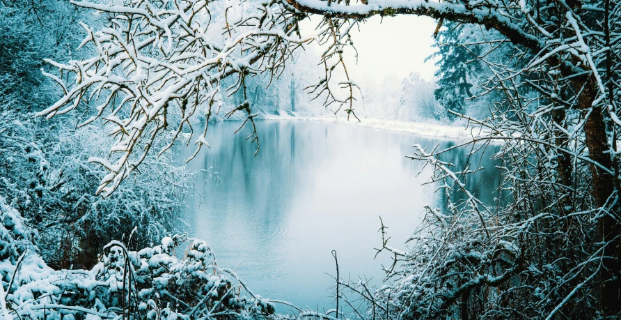 snow covered trees surround a lake on a foggy day