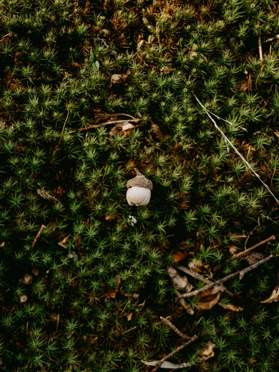 a mushroom on top of some green grass