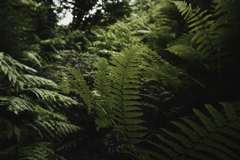 some very tall plants near one another