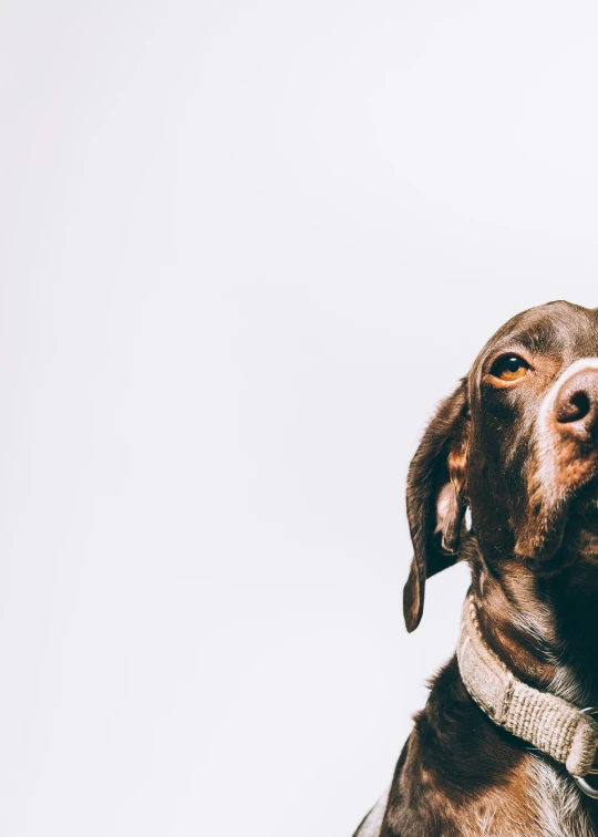 a dog sitting on top of a white background