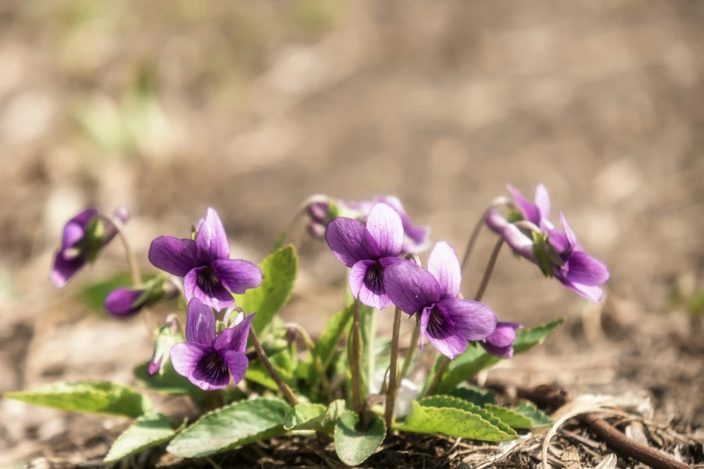 a group of purple flowers are growing in the dirt