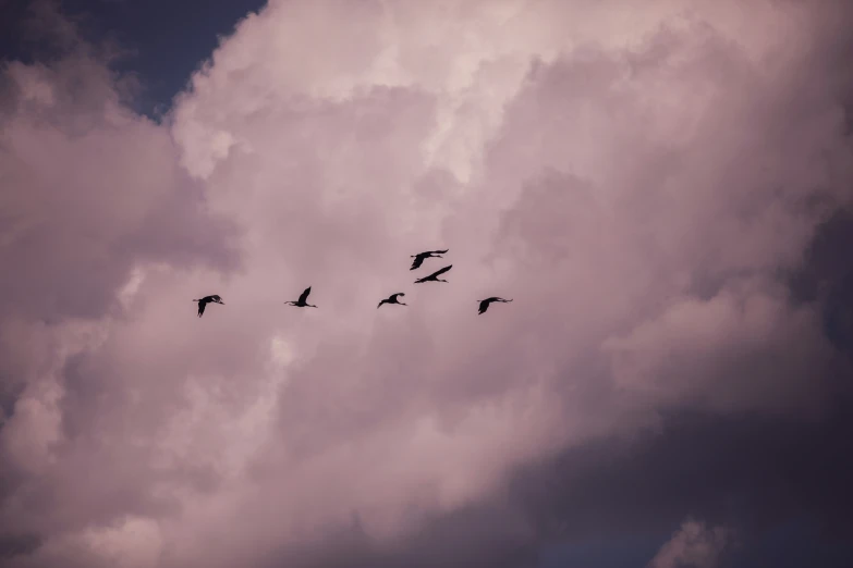 a flock of birds flying through an overcast sky