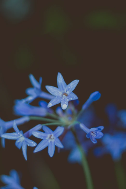 some small blue flowers with one green stem