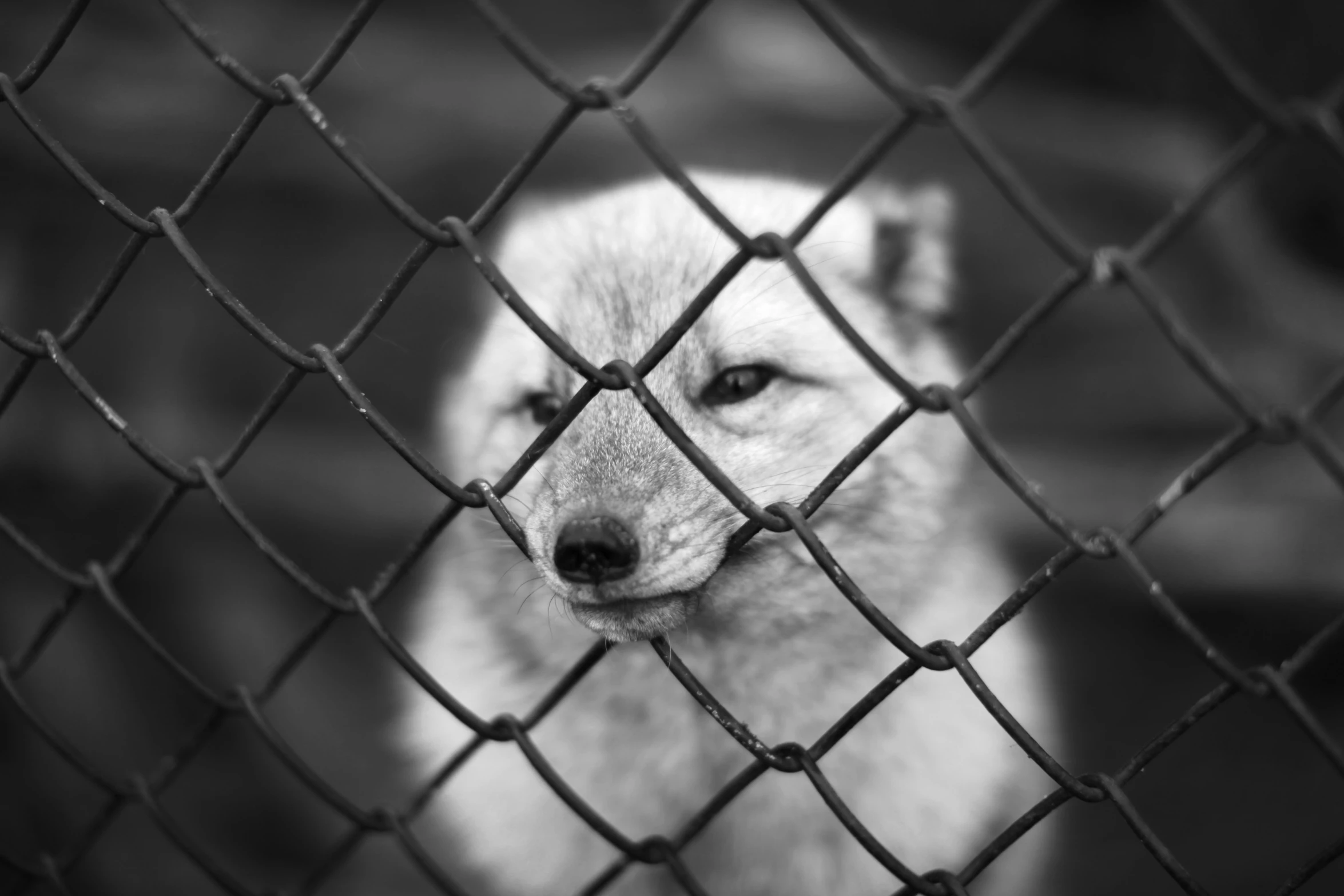 a wolf peeking out through a chain link fence