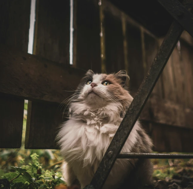 a cat sits on a wooden bench and looks upwards