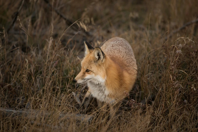 an orange fox walking through tall grass in a field