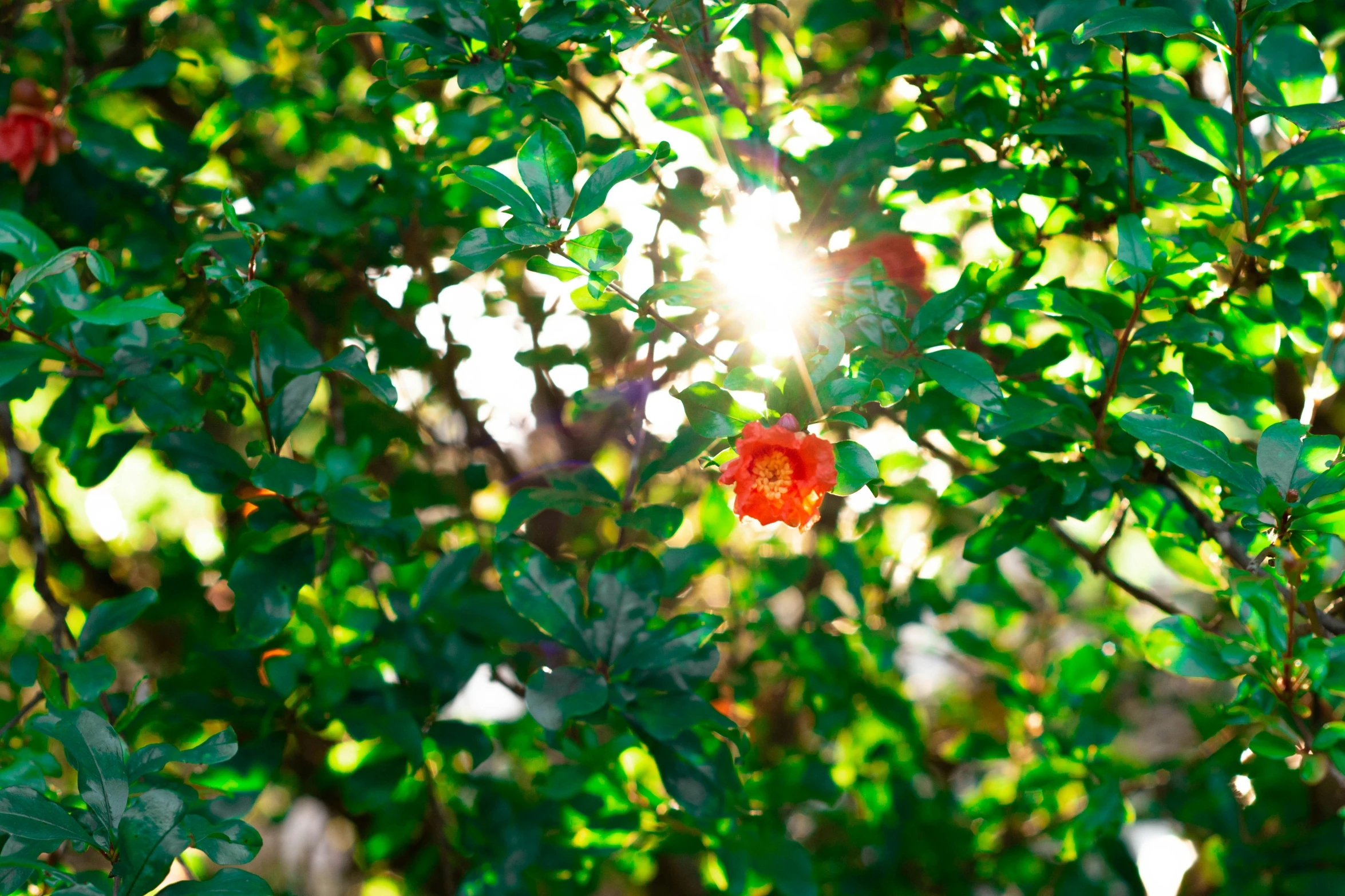 the sun shines brightly through green leaves