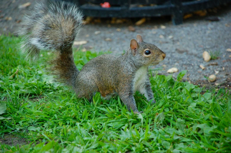 a small squirrel stands on the grass in front of a tire