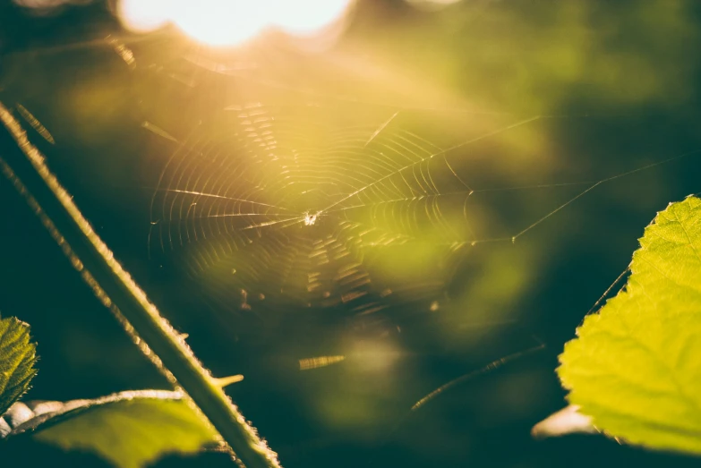 sunlight shines on a spider web in the center of a leaf