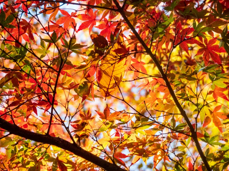 a tree with some colorful leaves hanging from it