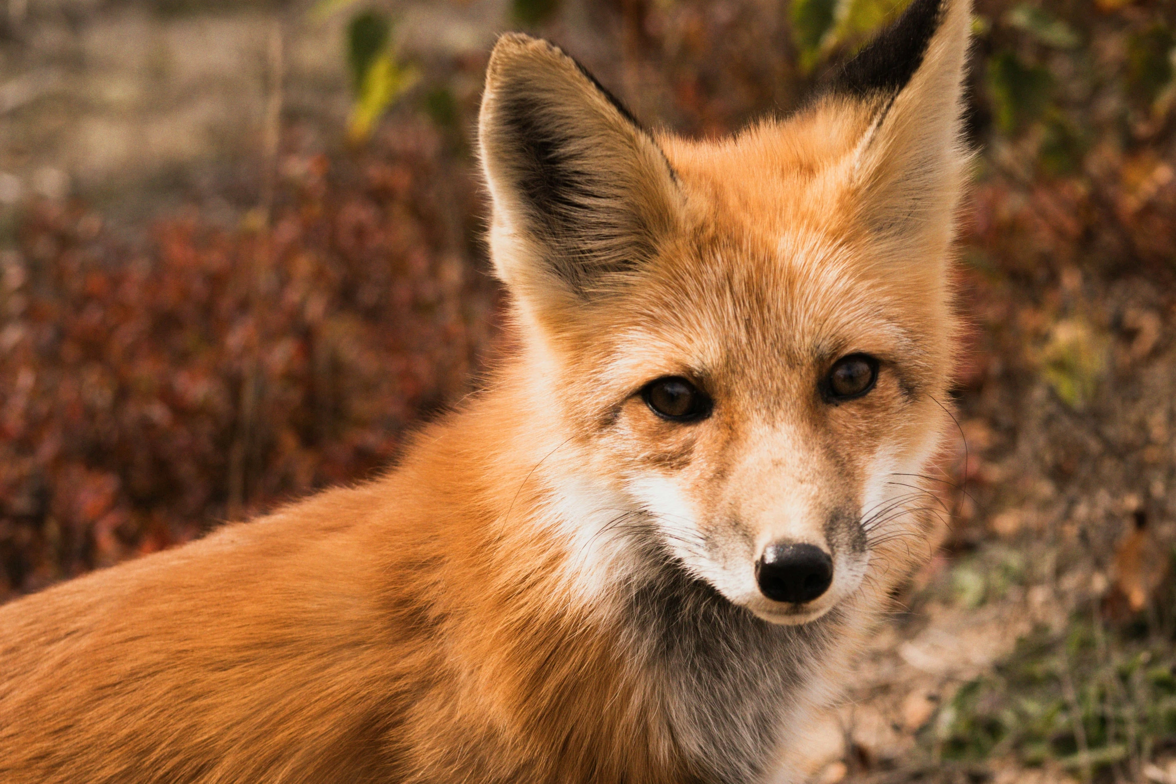 a fox is sitting on the ground outside