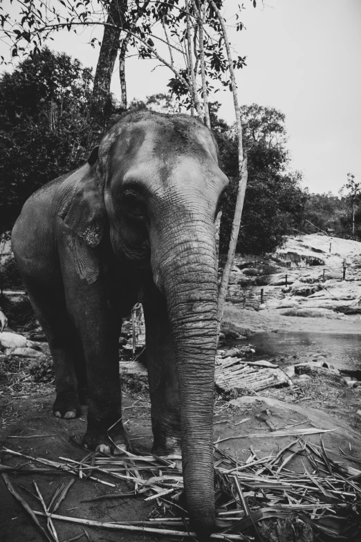 an elephant with its trunk stretched out in the wilderness