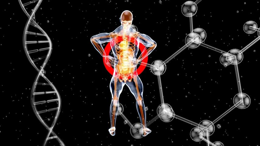 an animated rendering of a person with multiple types of human structures
