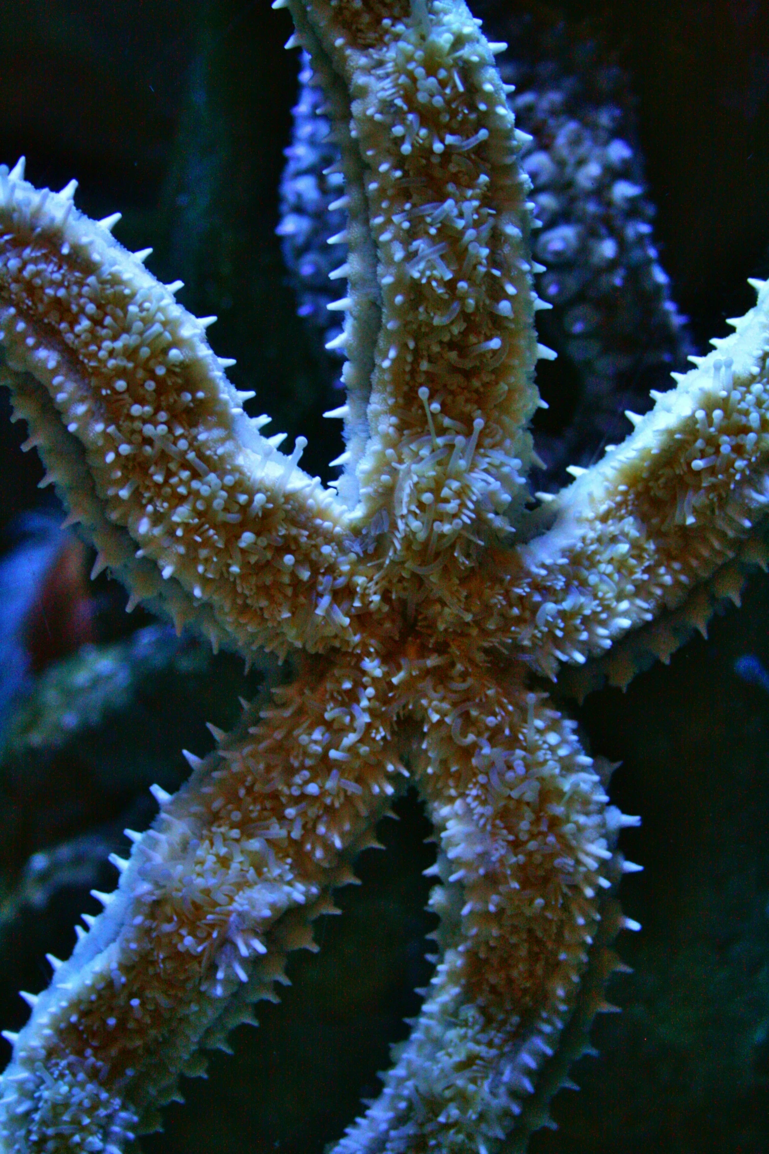 the underside view of a coral with small orange bubbles