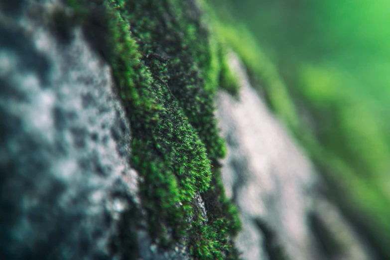 closeup po of moss growing on a stone wall