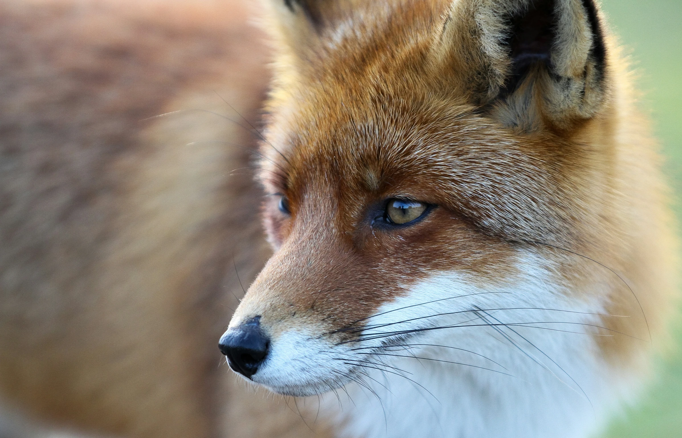 the fox has blue eyes and is looking at the camera