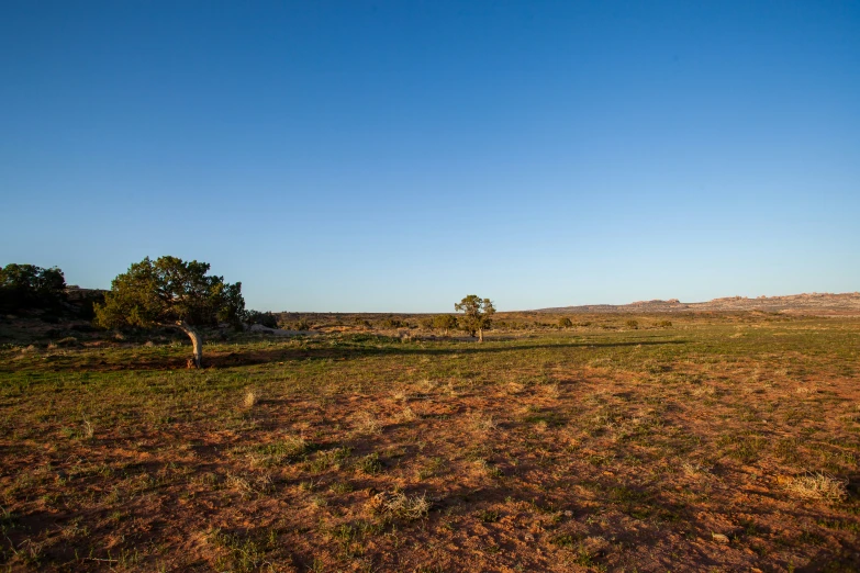 there is a cow in the middle of the plain