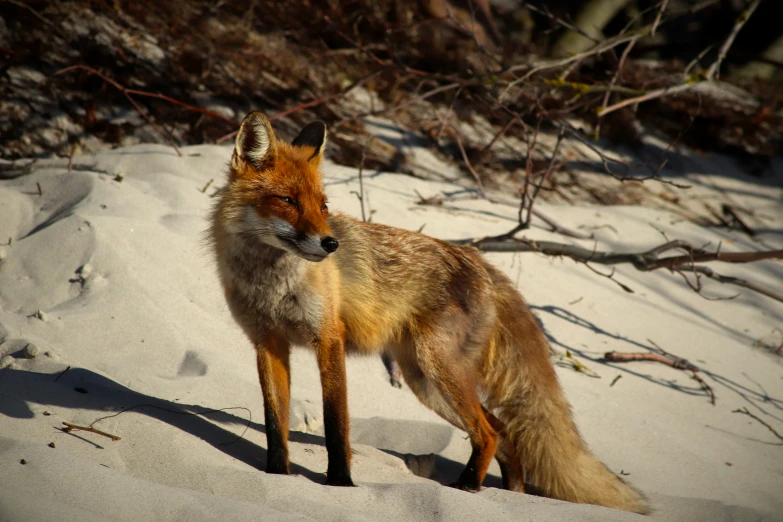 a close up of a fox in the snow