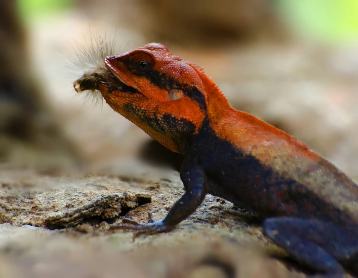 an orange and blue animal on top of a brown rock