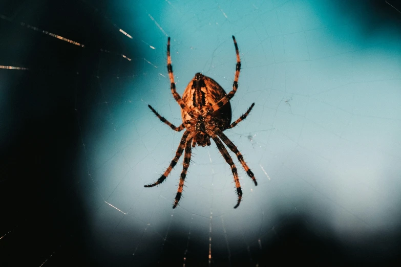 a spider hanging upside down on it's web