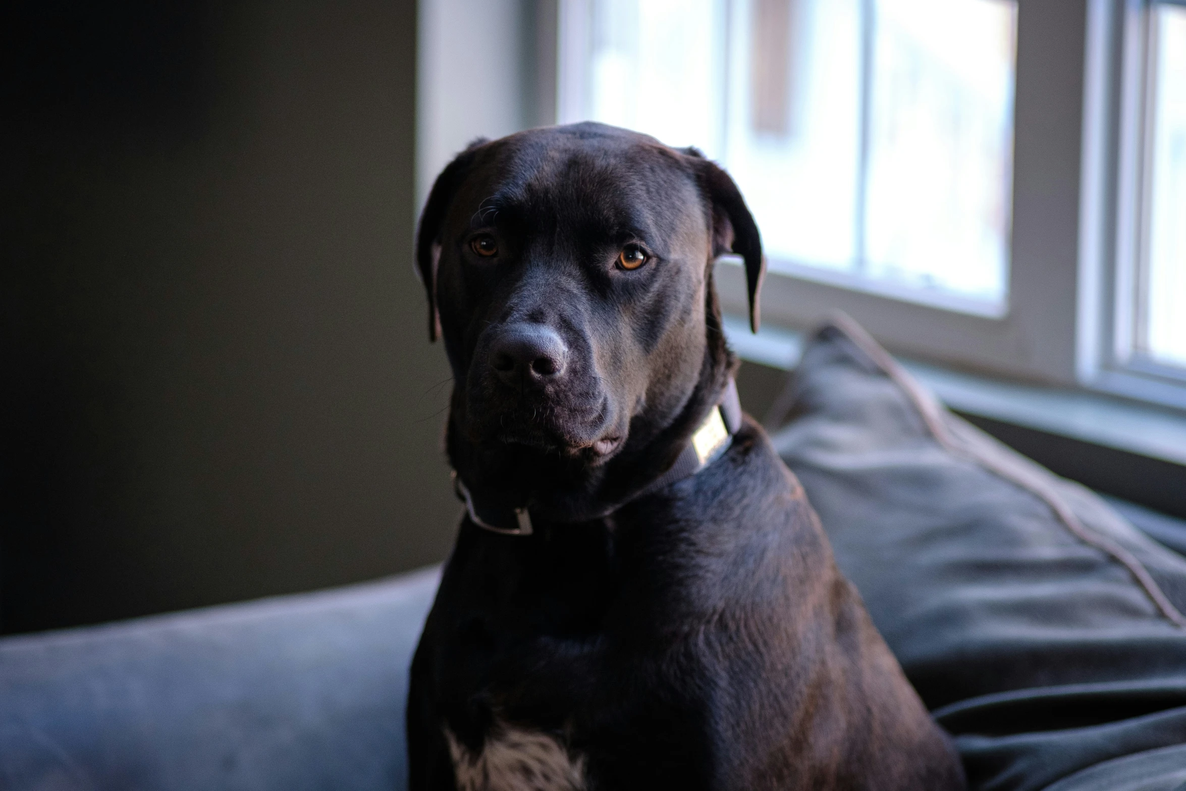 a brown dog sitting on top of a black couch