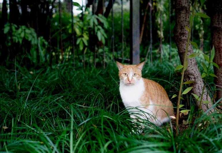 a tabby cat sits in a lush green forest