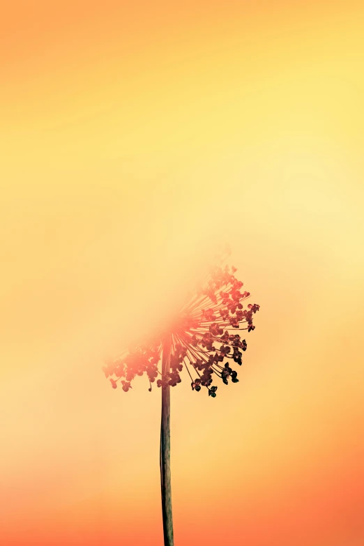 a single dandelion in the background of a yellow sky