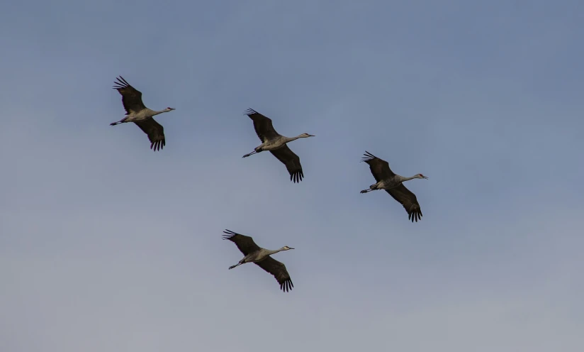 several large birds flying in the sky together