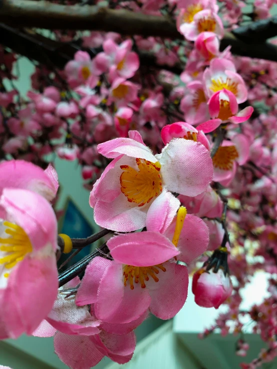 pink blossoms are blooming on a tree with white buildings behind