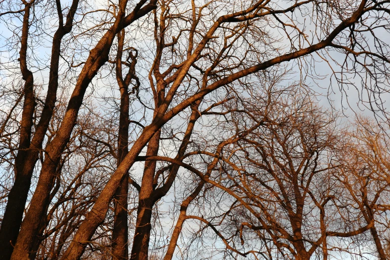 there are a lot of bare trees in the park