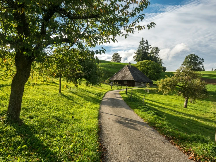 a path in a green field that goes between trees