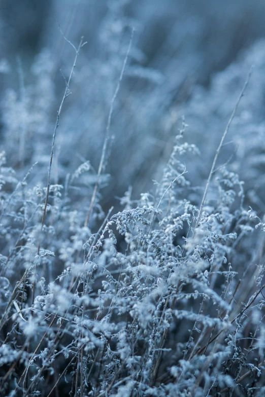 a close up of grass covered with frozen dew