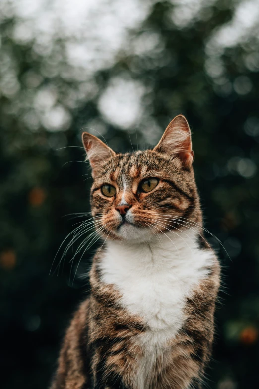 a cat sitting on top of a wooden fence