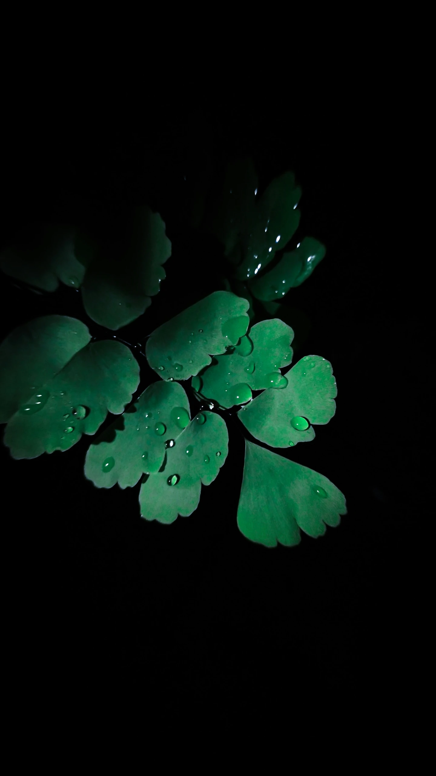 some green leaves in the dark with water droplets