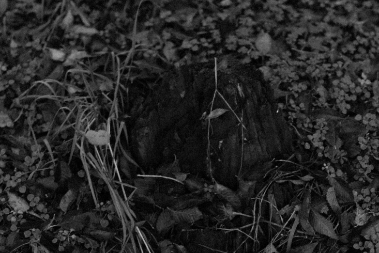 a broken clock on the ground near leaves and plants