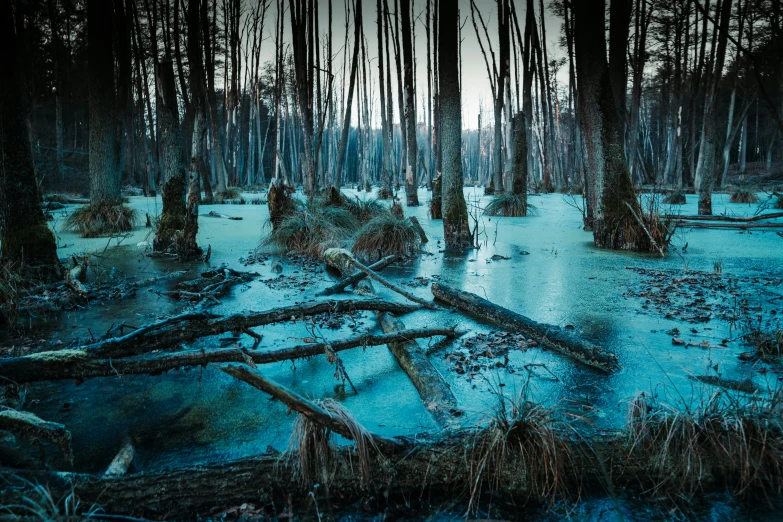 an eerie forest with fallen trees and a frozen pond