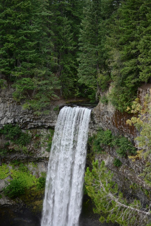 a tall waterfall in a forest with evergreen trees