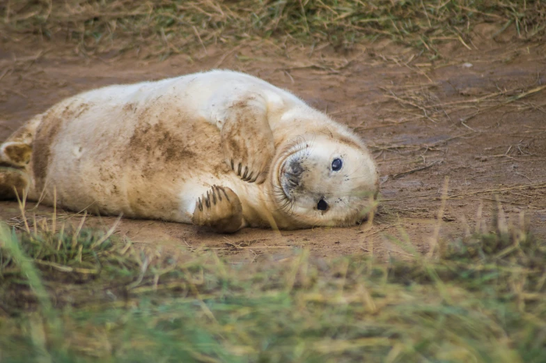 a polar bear laying on his back on the ground