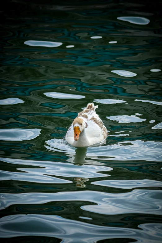 a mallard is floating on a calm river