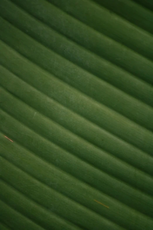 a small white bird sitting on a large green leaf